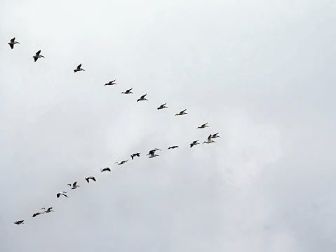 American White Pelican in a V formation, actually they can't hold the formation for more than about a minute before they stagger all over the sky and then reform another V