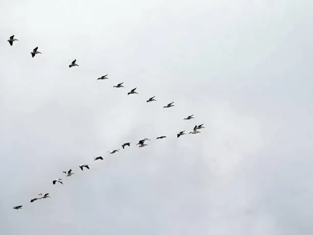 American White Pelican in a V formation, actually they can't hold the formation for more than about a minute before they stagger all over the sky and then reform another V