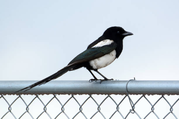 istock Black billed magpie also called American magpie bird 1318181130