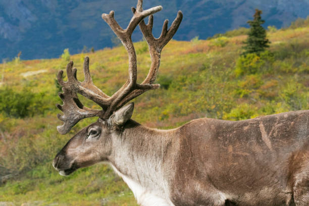 istock Young bull caribou profiled in front of ridge 1318181149