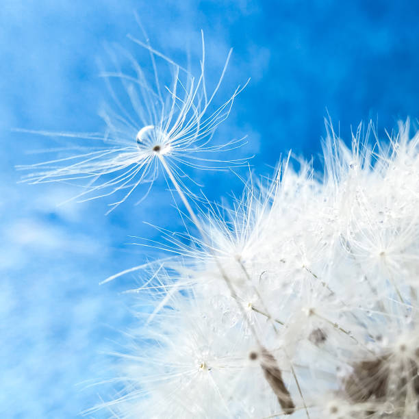 istock Dandelion with drop on a feather seed in a clear blue sky 1318181286