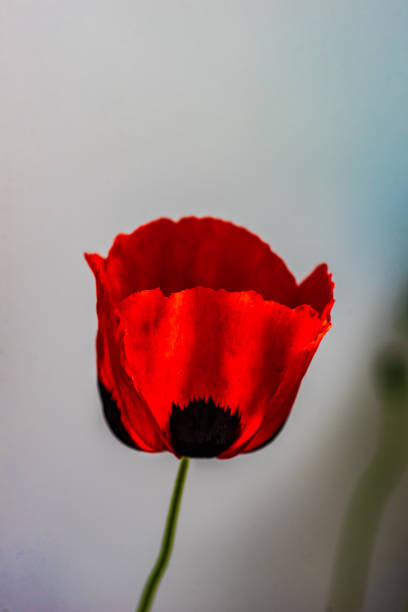 istock Red poppy flowers 1318182433