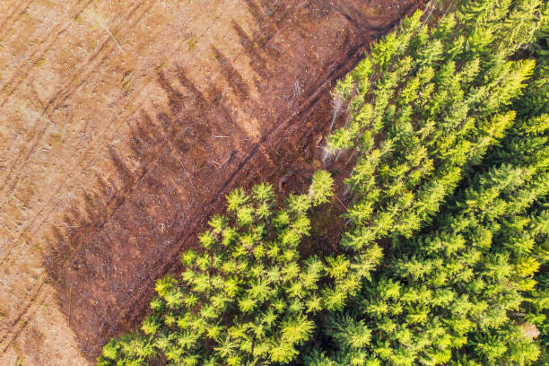 una parte del bosque talado desde arriba - loggs fotografías e imágenes de stock