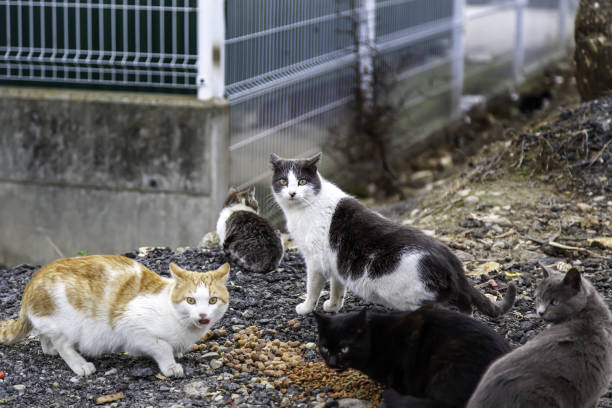 istock Stray cats eating on the street 1318183147