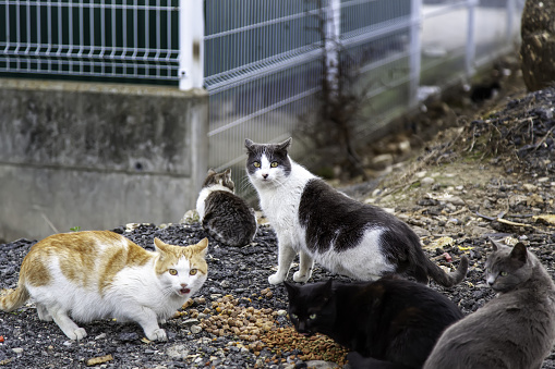 Stray cats eating in the street, detail of abandoned animals