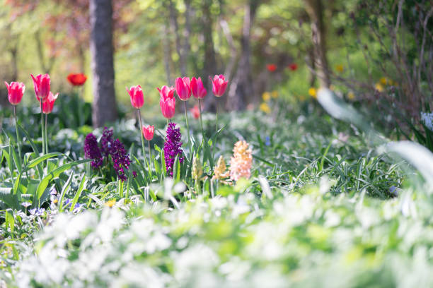 Colorful Tulips on a sunny day in Spring