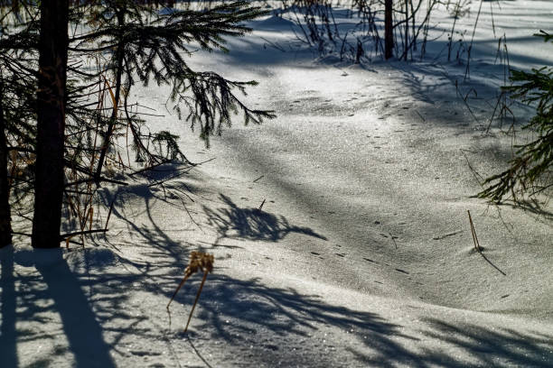 istock a clear day in the winter forest 1318184101