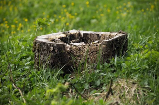 a stump from an old apple tree in the garden, in the spring
