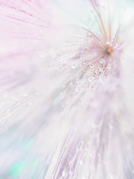 istock Abstract dandelion flower with dew drops on a blurred background with defocused highlights. Soft focus, close-up, macro photography. 1318185145