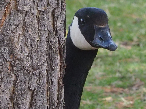 A Canada Goose peeks out from behind a tree.