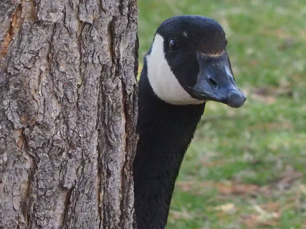 Hide and Seek A Canada Goose peeks out from behind a tree. canada goose photos stock pictures, royalty-free photos & images