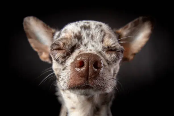 Photo of Dreamly face of merle chihuahua dog close-up wide angle lens portrait. Sweet nose, closed eyes. Dog emotions laziness, drowsiness, ignoring. Isolated on black background.