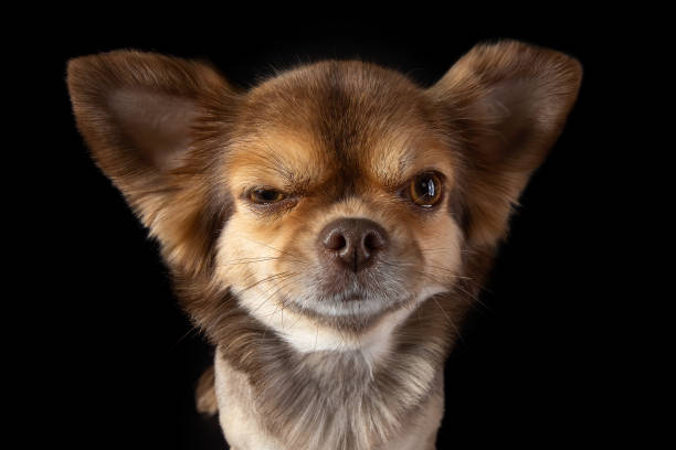 Serious face chihuahua dog close-up wide angle lens portrait. Dog emotions contempt, arrogance. Eye wink. Beautiful grooming. Isolated on black background. stock photo