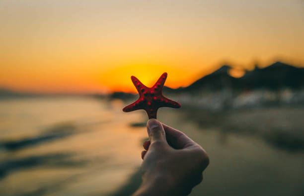 istock Woman hand holding Starfish over sunset 1318185470
