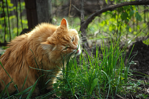 A cat eating grass in a garden. Close up.