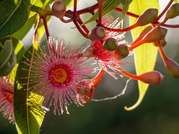 красные цветы эвкалипта - australian culture flower indigenous culture plant стоковые фото и изображения