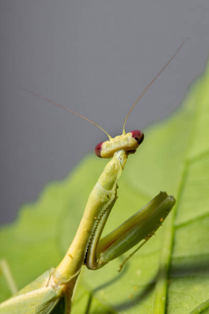 istock Female Adult Unicorn Mantis 1318186568