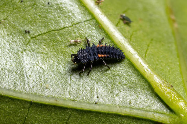 istock Asian Lady Beetle Larvae 1318186633