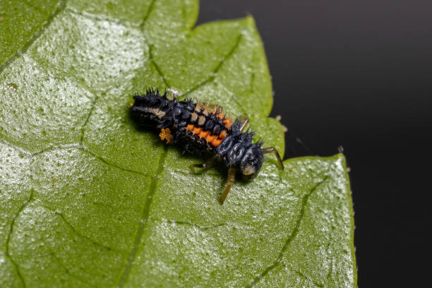 istock Asian Lady Beetle Larvae 1318186769