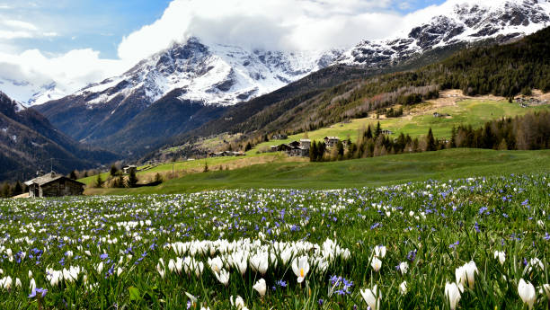 咲くクロッカスのキアレッジョ渓谷 - spring crocus temperate flower european alps ストックフォトと画像