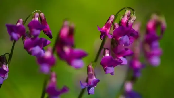 Beautiful bright colored spring banner of blooming wild forest pea or spring pea Lathyrus vernus. Close-up of bright purple-lilac flowers in sunlight