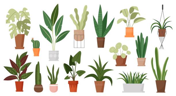 ilustrações, clipart, desenhos animados e ícones de plantas da casa crescem em potes, plantas verdes crescendo em vasos de flores, penduradas em macramê - fern leaf isolated flat