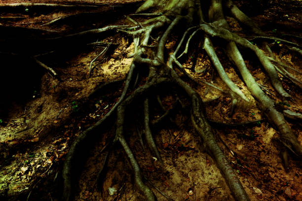 istock Lights and shadows on the roots of a tree. 1318189885