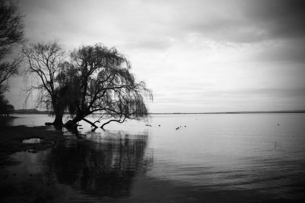 arbre de saule sur la côte en noir et blanc - white black tree fog photos et images de collection