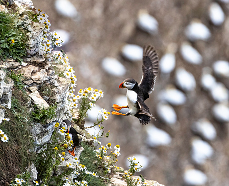 Spending the autumn and winter in the open ocean of the cold northern seas, the Atlantic puffin returns to coastal areas at the start of the breeding season in late spring.