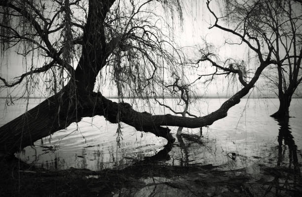 arbre de saule sur la côte en noir et blanc - white black tree fog photos et images de collection