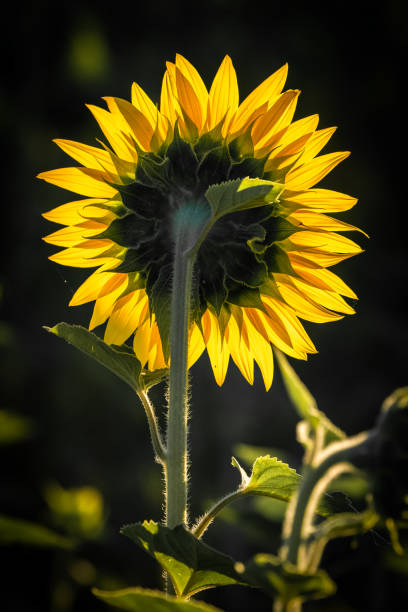 istock sunflowers in a field 1318191470