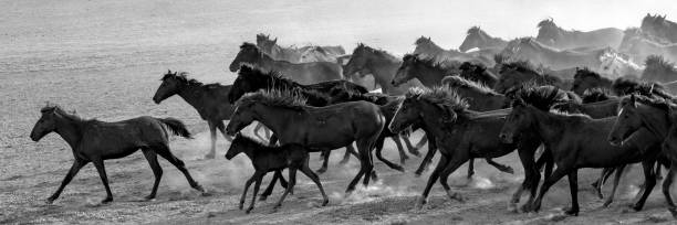 istock Herd of horses running through the dust 1318193618