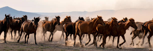 istock Herd of horses running through the dust 1318193664