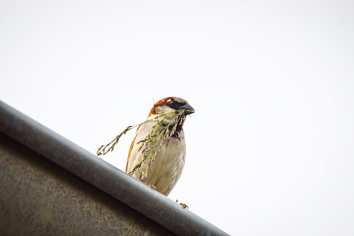 Bird on a gutter, sparrow with blade of grass in its beak, male house sparrow on a gutter, white neutral background