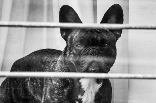 Dog looks out the window, French bulldog looks into the camera, black and white photo, curtain blurred in the background