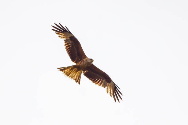 istock Bird of prey in the sky 1318195528