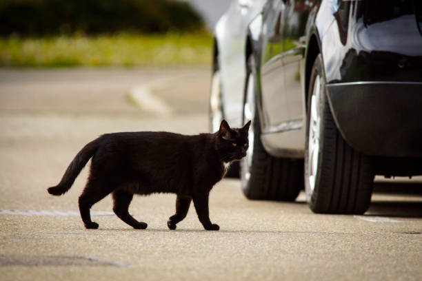 black cat crosses the street
