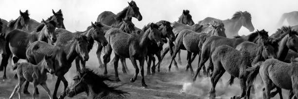 istock Herd of horses running through the dust 1318195733