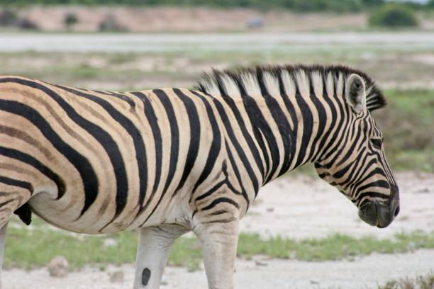 lato sul ritratto della selvaggia zebra di burchell (equus quagga burchellii) parco nazionale di etosha, namibia. - burchellii foto e immagini stock