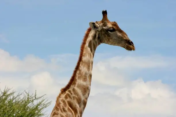 Side on portrait of wild Angolan Giraffe (Giraffa camelopardalis angolensis) Etosha National Park, Namibia.