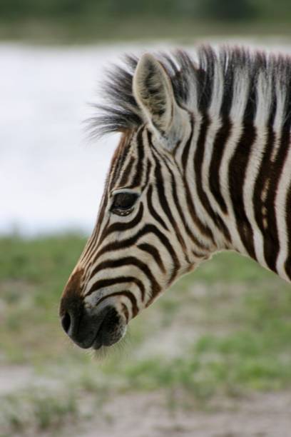 портрет крупным планом дикой зебры берчелла (equus quagga burchellii), глядя в сторону национального парка этоша, намибия. - burchellii стоковые фото и изображения
