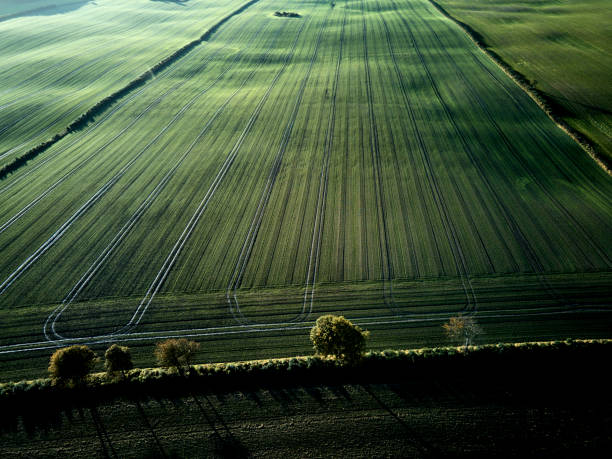 Backlit scenery of wheat field. Tranquil scene with green fields.