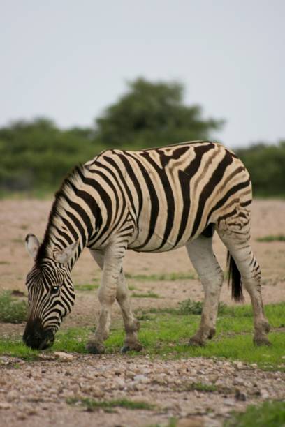 сторона на портрете дикой зебры берчелла (equus quagga burchellii), пасущего национальный парк этоша, намибия. - burchellii стоковые фото и изображения