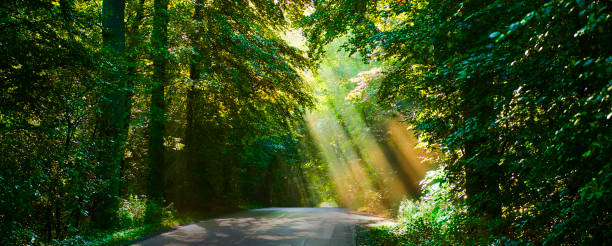 Sunbeam coming through treetop