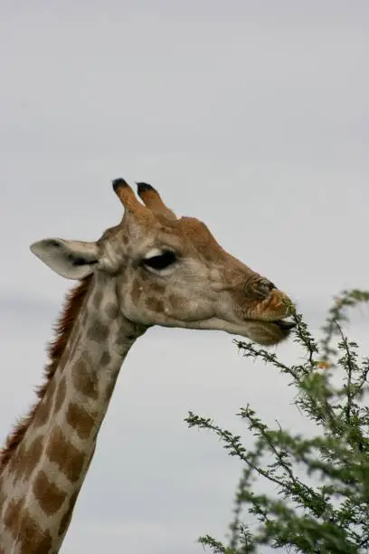 Side on portrait of wild Angolan Giraffe (Giraffa camelopardalis angolensis) grazing on thorns Etosha National Park, Namibia.