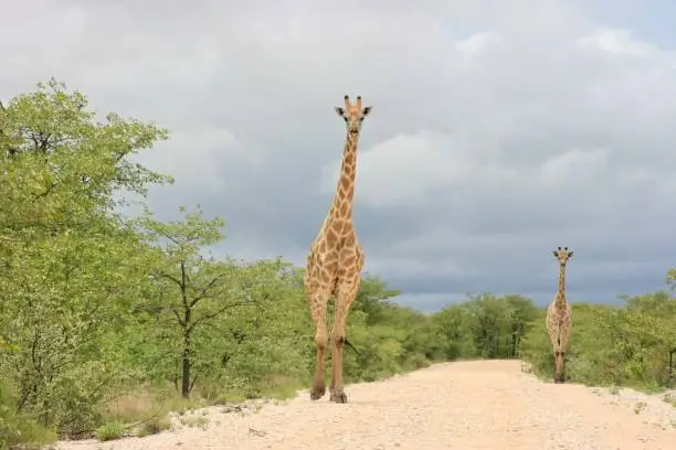 Landscape portrait of two wild Angolan Giraffe (Giraffa camelopardalis angolensis) walking in distance towards camera Etosha National Park, Namibia.