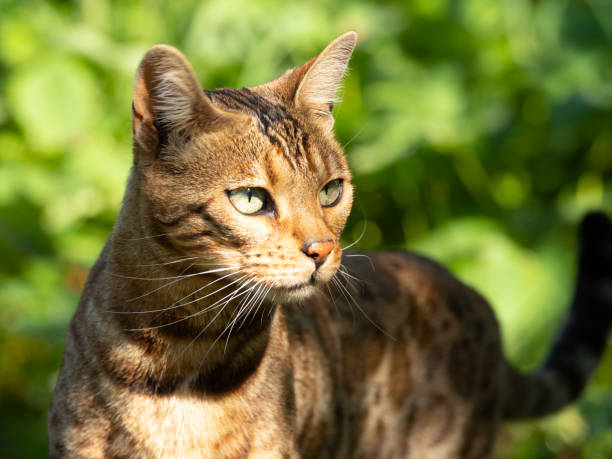 istock Bengal cat posing. Beautiful cat of Bengali breed. 1318197648