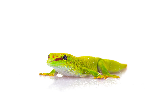 Madagascar day gecko on white background. Green and red colorfull reptile. Green color concept