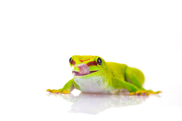 A dwarf gecko captured in a domestic area