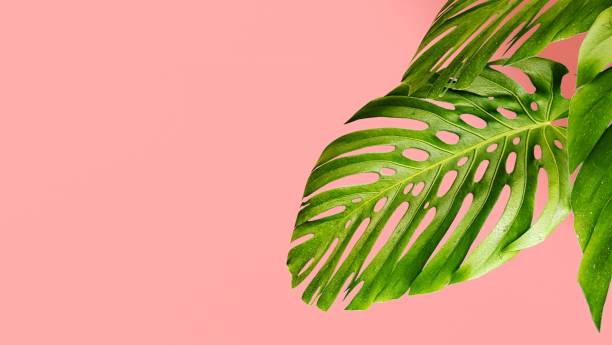 istock 3d rendering. Tropical leaves Monstera on pink background. ,Top view. green and pink 1318201404